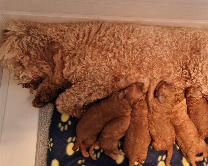 Extensively dna health tested! miniature poodle puppies. - Image 13 of 13