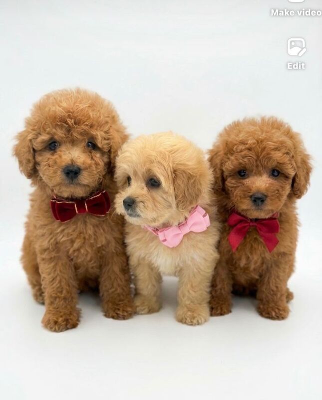 Kennel Club Registered Poodle Puppies For Sale