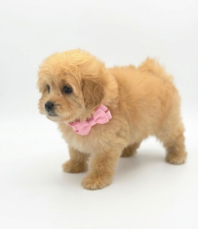 Extensively Health Tested Maltipoo puppies - Image 2 of 4