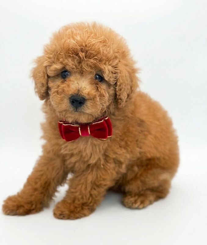 Extensively Health Tested Maltipoo puppies - Image 3 of 4