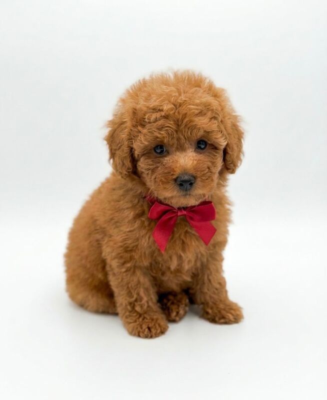 Extensively Health Tested Maltipoo puppies - Image 4 of 4
