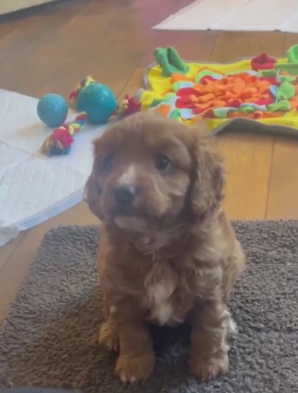 F1 cavapoo boy for sale in Aspatria, Cumbria