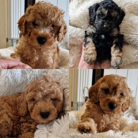 F1 cavapoo male puppy's ready this weekend for sale in Wrexham