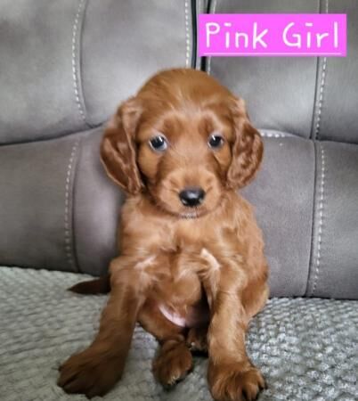 Poodle puppies for sale in Stoke-on-Trent, Staffordshire – 1 year old - Image 2 of 5