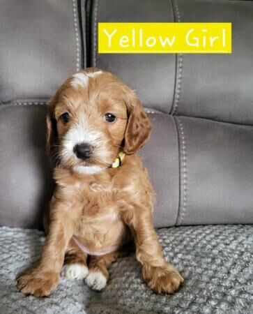 Poodle puppies for sale in Stoke-on-Trent, Staffordshire – 1 year old - Image 3 of 5