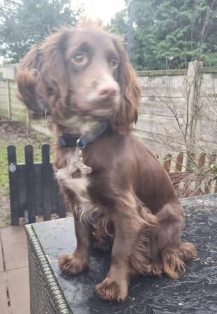 Poodle puppies for sale in Stoke-on-Trent, Staffordshire – 1 year old - Image 4 of 5