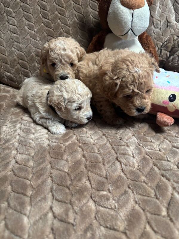 F1 maltipoo - Image 2 of 4