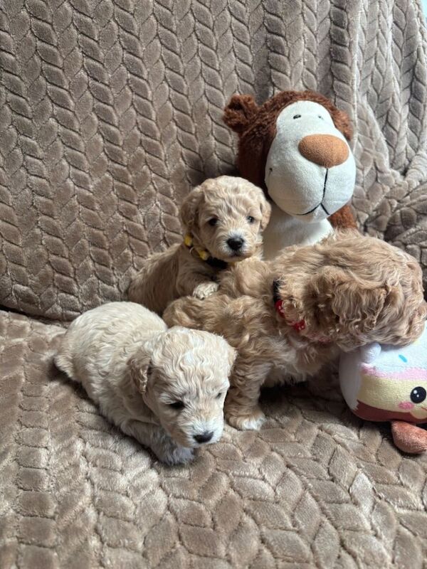 F1 maltipoo - Image 3 of 4