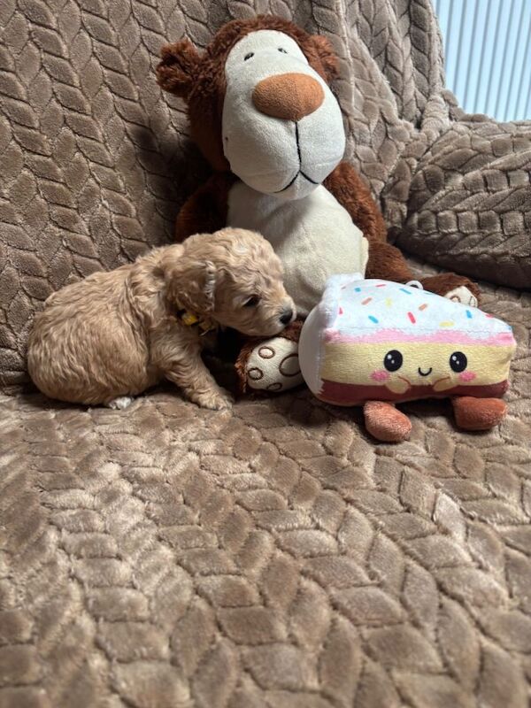 F1 maltipoo - Image 4 of 4