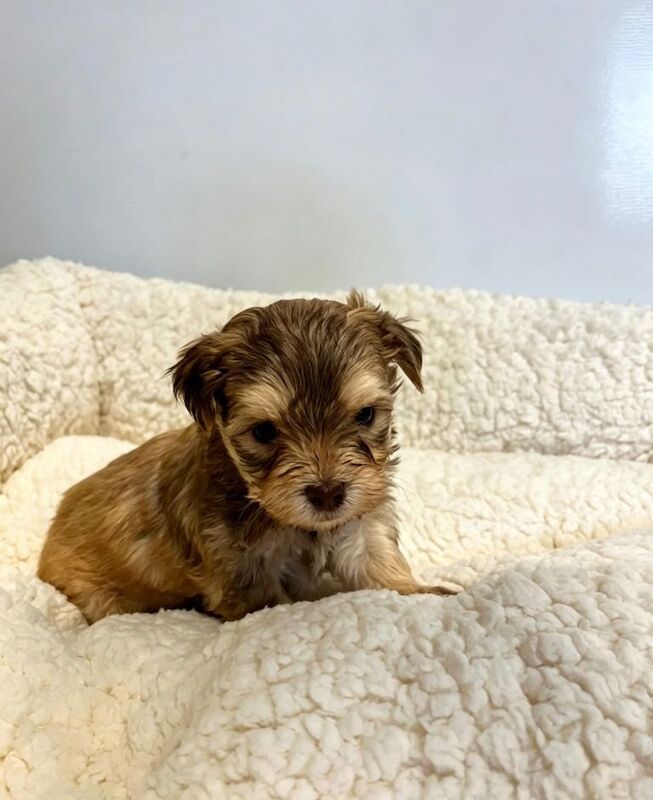 F1 Maltipoo puppies
