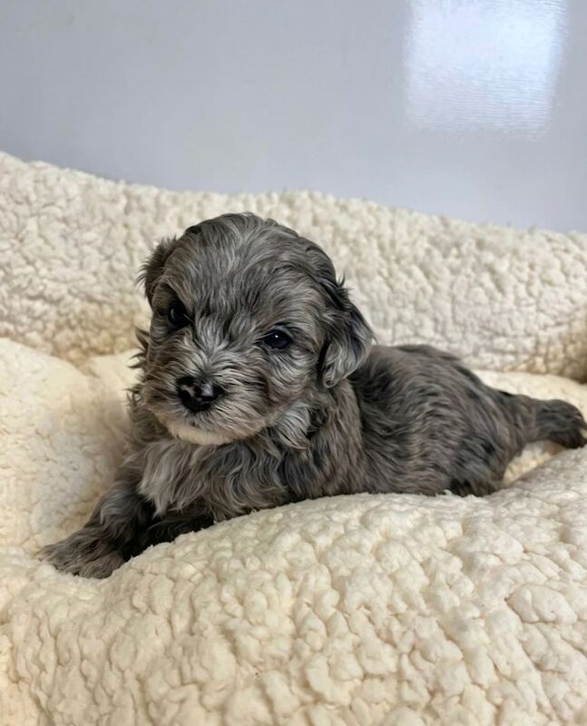 F1 Maltipoo puppies - Image 2 of 4
