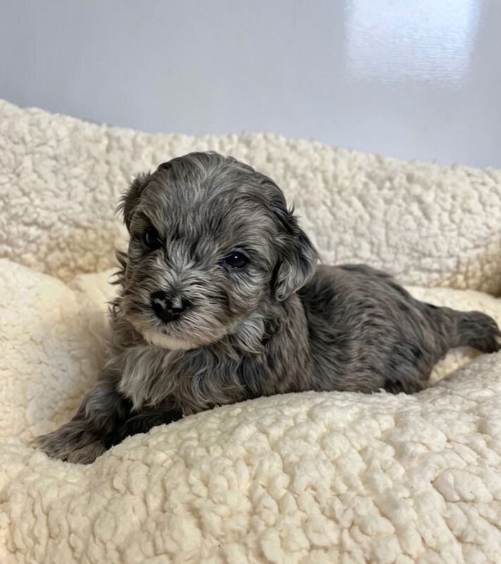 F1 Maltipoo puppies - Image 3 of 4