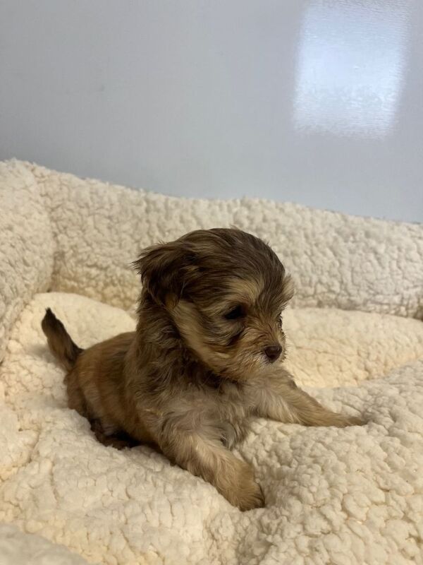 F1 Maltipoo puppies - Image 4 of 4