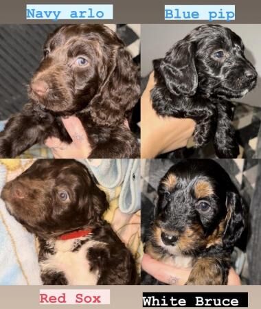 Poodle puppies for sale in Blackpool, Lancashire – 1 year old - Image 1 of 5