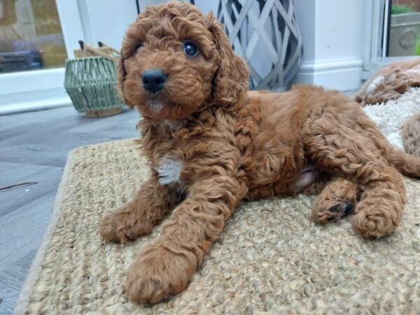 Poodle puppies for sale in Lancaster, Lancashire – 1 year old - Image 1 of 5