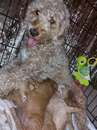 Poodle puppies for sale in Lancaster, Lancashire – 1 year old - Image 2 of 5