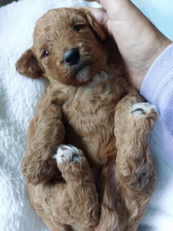 Poodle puppies for sale in Lancaster, Lancashire – 1 year old - Image 3 of 5