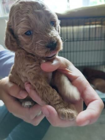 Poodle puppies for sale in Lancaster, Lancashire – 1 year old - Image 4 of 5
