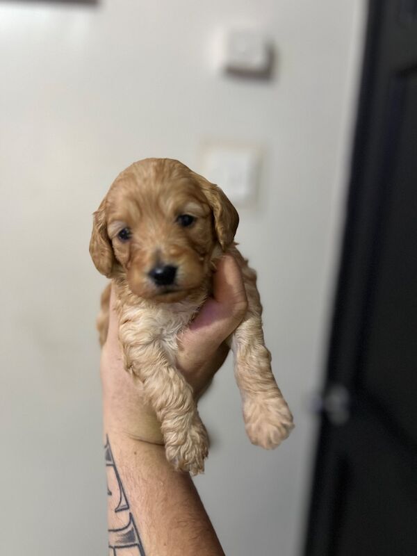 Poodle Puppies For Sale Under £1,000