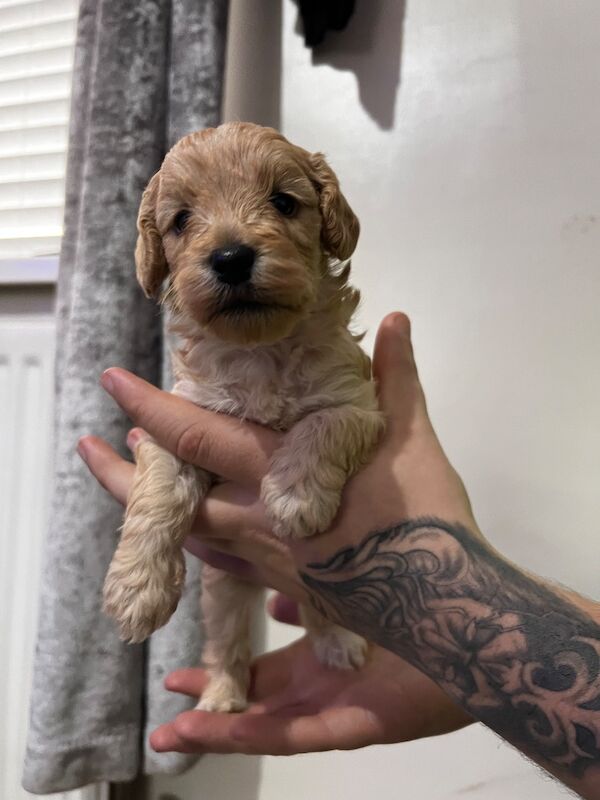 F1B cockapoo’s - Image 2 of 14