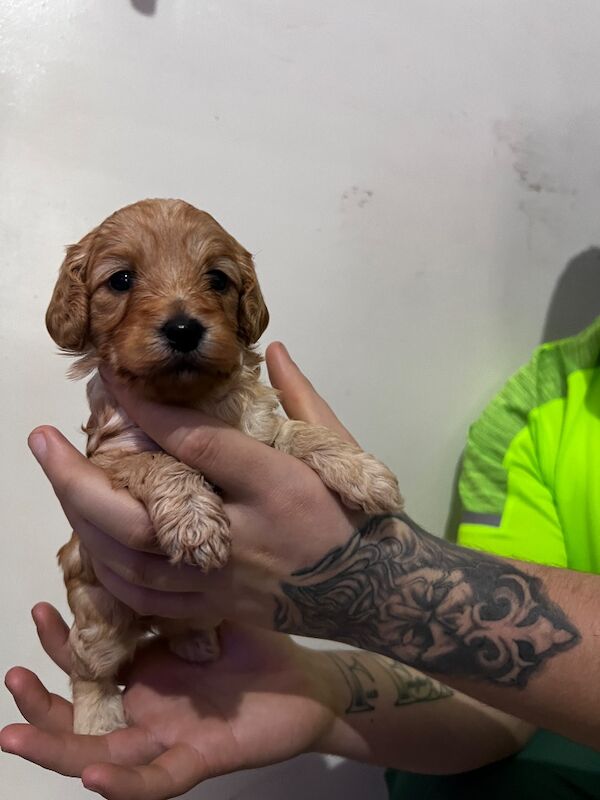 F1B cockapoo’s - Image 3 of 14