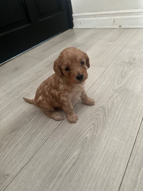 F1B cockapoo’s - Image 4 of 14