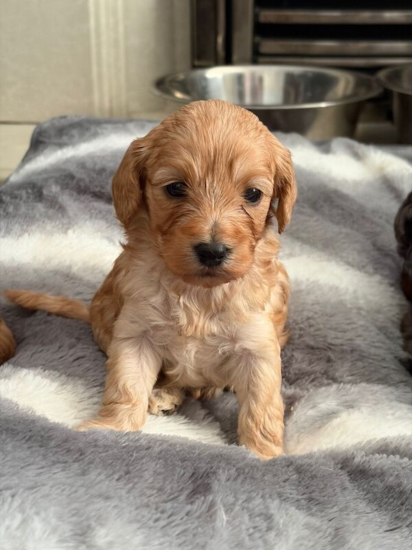 F1B cockapoo’s - Image 5 of 14