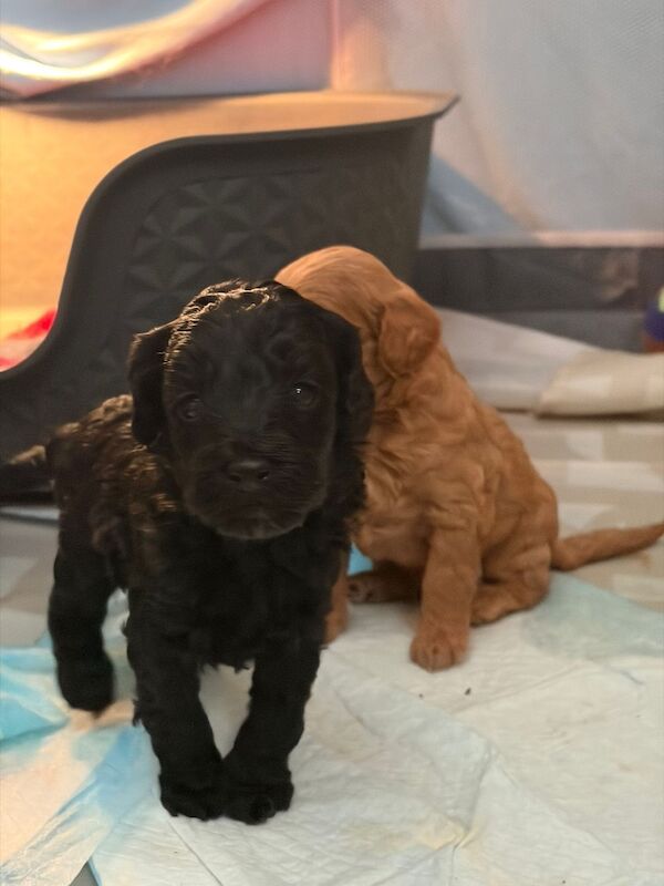 F1B cockapoo’s - Image 6 of 14