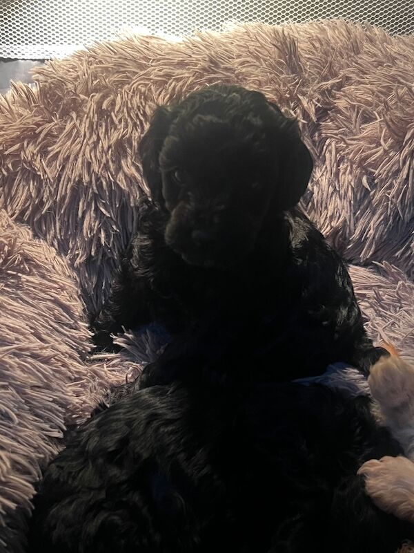 F1B cockapoo’s - Image 7 of 14
