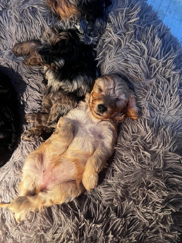 F1B cockapoo’s - Image 9 of 14