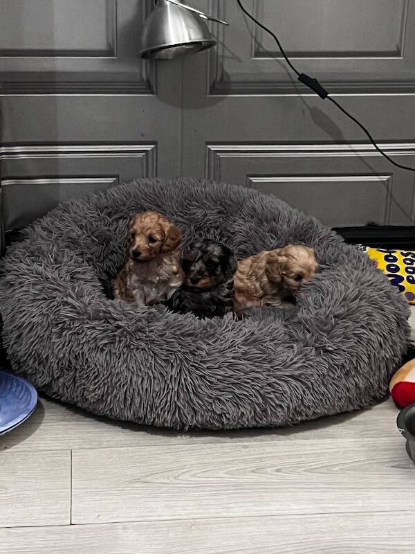 F1B cockapoo’s - Image 10 of 14