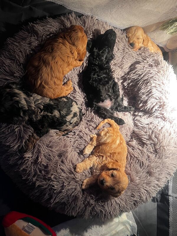 F1B cockapoo’s - Image 11 of 14