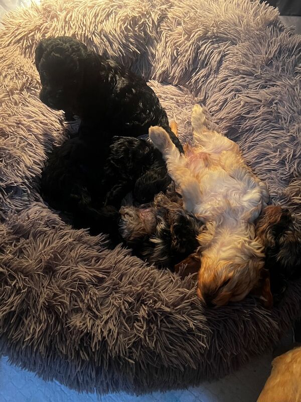 F1B cockapoo’s - Image 12 of 14