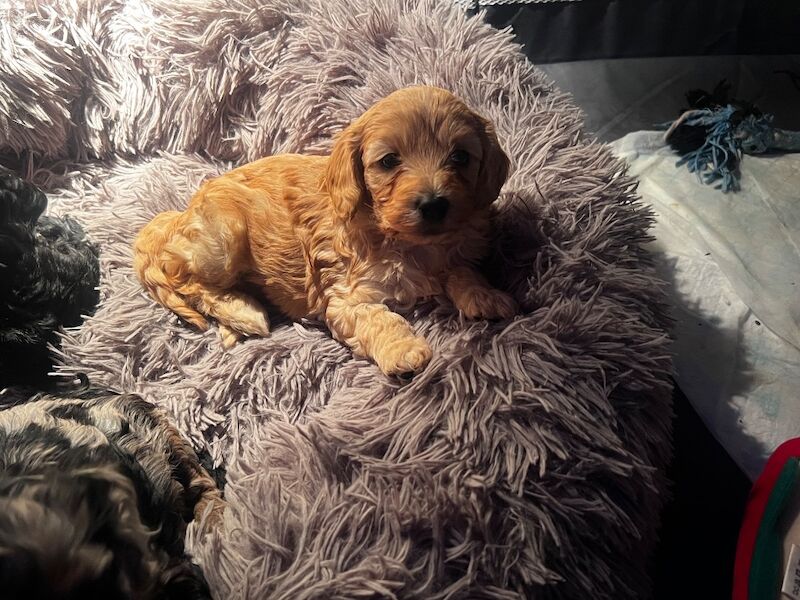F1B cockapoo’s - Image 13 of 14