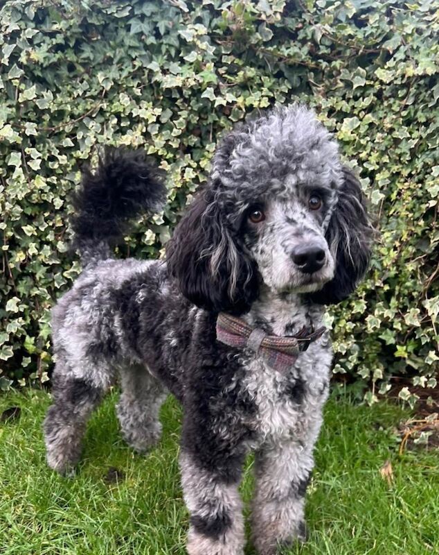 F1B cockapoo’s - Image 14 of 14