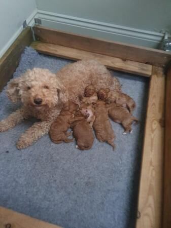 F1BB Cavapoo pups Red Apricot repeat mating for sale in Ashby-de-la-Zouch, Leicestershire