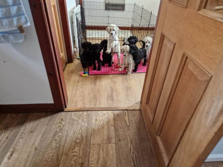 Poodle Puppies For Sale