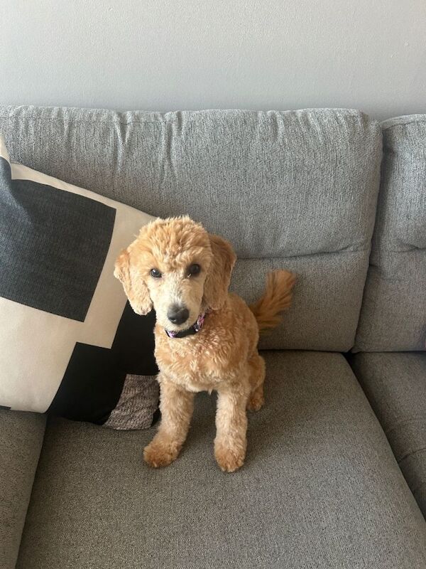 Female miniature poodle