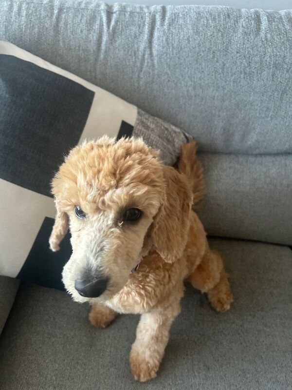 Female miniature poodle - Image 2 of 2