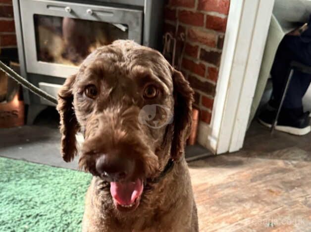 Poodle puppies for sale in Derby, Derbyshire – 2 years old - Image 2 of 5