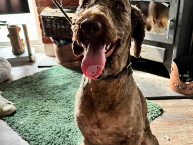 Poodle puppies for sale in Derby, Derbyshire – 2 years old - Image 3 of 5