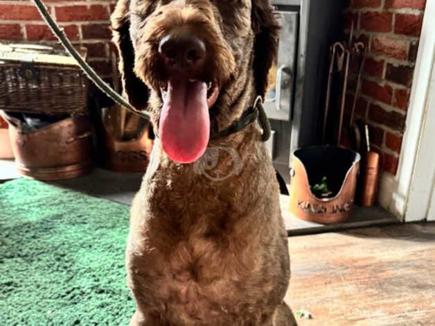 Poodle puppies for sale in Derby, Derbyshire – 2 years old - Image 4 of 5