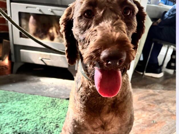 Poodle puppies for sale in Derby, Derbyshire – 2 years old - Image 5 of 5