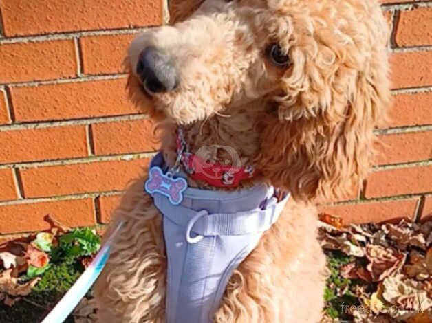 Poodle puppies for sale in Lichfield, Staffordshire – KC registered, 1 year old - Image 1 of 2