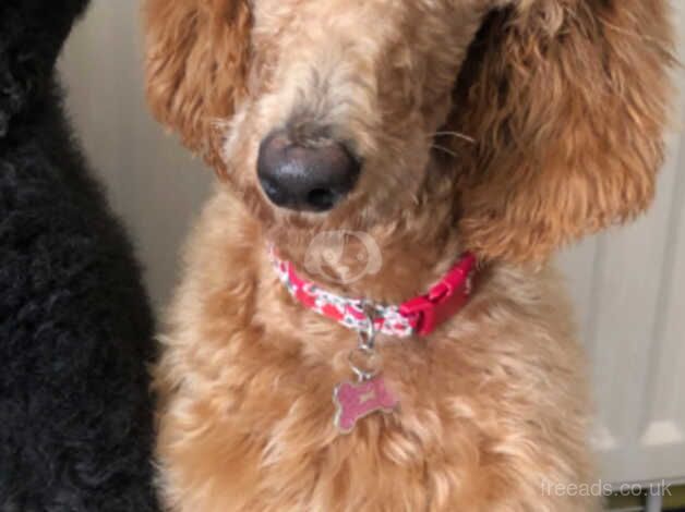 Poodle puppies for sale in Lichfield, Staffordshire – KC registered, 1 year old - Image 2 of 2