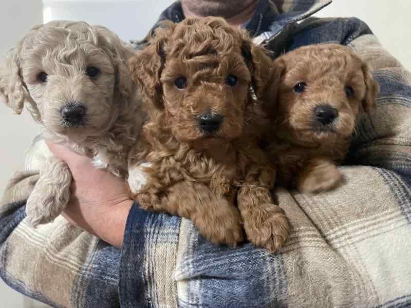 Kennel Club Registered Poodle Puppies For Sale