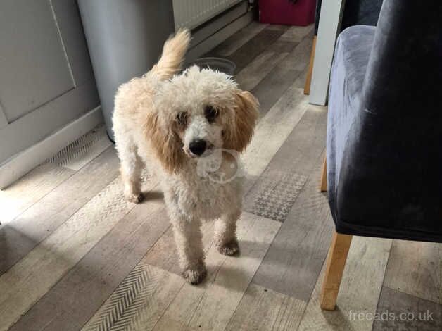 Poodle puppies for sale in Bishop's Hull, Somerset – 1 year old - Image 1 of 4