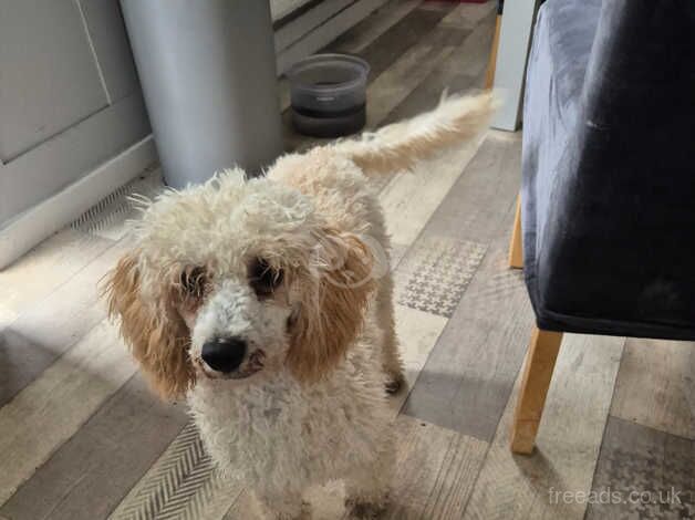 Poodle puppies for sale in Bishop's Hull, Somerset – 1 year old - Image 2 of 4