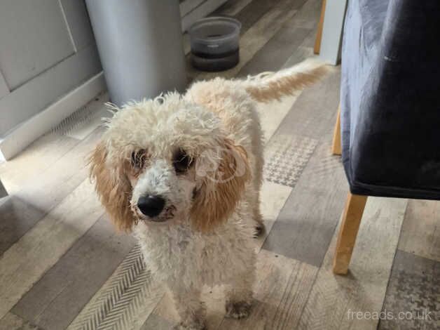 Poodle puppies for sale in Bishop's Hull, Somerset – 1 year old - Image 3 of 4