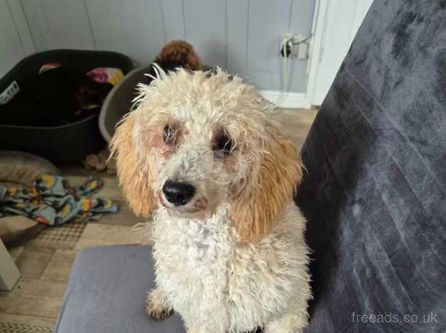 Poodle puppies for sale in Bishop's Hull, Somerset – 1 year old - Image 4 of 4